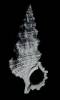 Cerithium columna - jehlanka sloupková