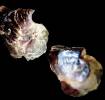 Isognomon bicolor