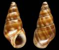 Fissilabia decollata