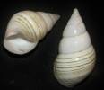 Liguus fasciatus sanchezi