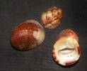 Nerita sanguinolenta