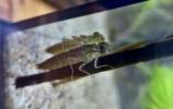 Anax nigrofasciatus