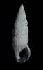 Cerithium placidum
