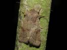 Orthosia incerta - jarnice březnová