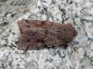 Orthosia incerta - jarnice březnová