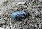 Abax carinatus