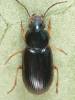 Acupalpus brunnipes