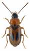 Acupalpus elegans