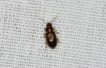 Bradycellus verbasci