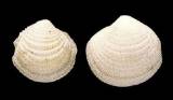 Cardiolucina semperiana