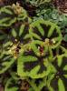 Begonia masoniana