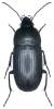 Oodes helopioides