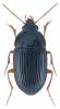 Brachyodes siamensis