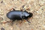 Harpalus signaticornis