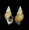 Buccinum finmarchianum