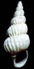 Epitonium pulchellum