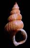 Epitonium dendrophylliae