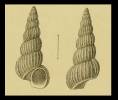 Gregorioiscala sarsi
