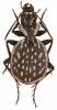 Graphipterus minutus minutus