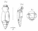 Ptomascopus aveyronensis