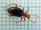 Brachinus psophia