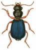 Cymindis miliaris