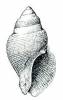 Burnupena cincta limbosa