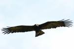 Ictinaetus malaiensis perniger