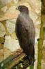 Ictinaetus malaiensis malaiensis