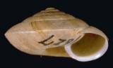 Aegista aemula