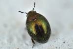 Lamprobyrrhulus nitidus