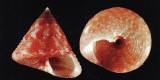 Calliostoma purpureum