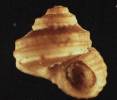 Arene tricarinata
