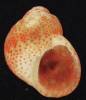 Eulithidium adamsi