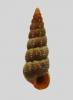 Zeacumantus plumbeus