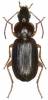 Olisthopus rotundatus rotundatus
