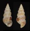 Batillaria mutata