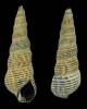 Batillaria attramentaria