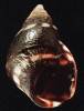 Echinolittorina interrupta