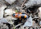 Badister lacertosus