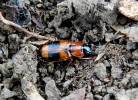 Badister lacertosus