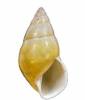 Amphidromus dautzenbergi