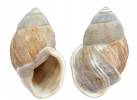 Amphidromus costifer