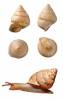 Ganesella rhombostoma