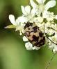 Attagenus trifasciatus