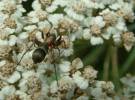 Micaria formicaria - mikarie mravencovitá
