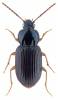Abacetus azurescens