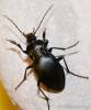 Carabus preslii