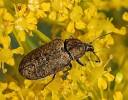 Mycterus curculioides