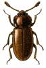 Henoticus serratus